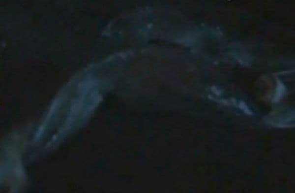 carne_fluorescenta