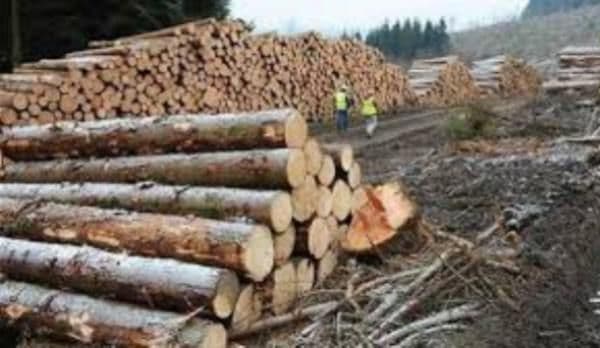 Societate sancționată pentru comercializare de material lemnos fără documente de provienienţă