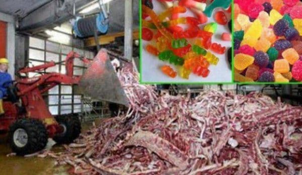 Filmuleţul de groază care arată cum sunt fabricate jeleurile din comerţ - VIDEO