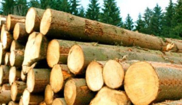  Liceul Teoretic „Anastasie Bașotă” Pomîrla anunță organizarea licitației pentru vânzarea masei lemnoase fasonate la drum auto