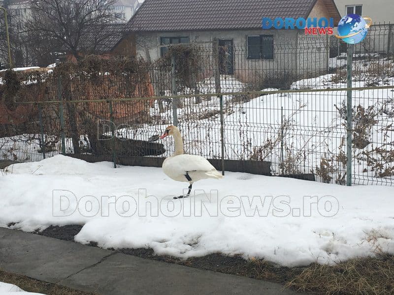 Mobilizare generală pentru salvarea unei lebede rănite care a aterizat în curtea unui dorohoian - FOTO