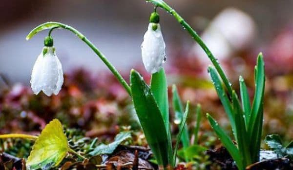 ANM anunță temperaturi de până la 18 grade Celsius și ploi moderate, în următoarele două săptămâni