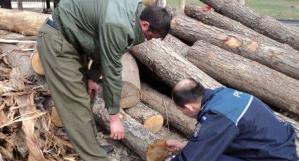 Material lemnos fără documente legale, confiscat de poliţiştii botoșăneni