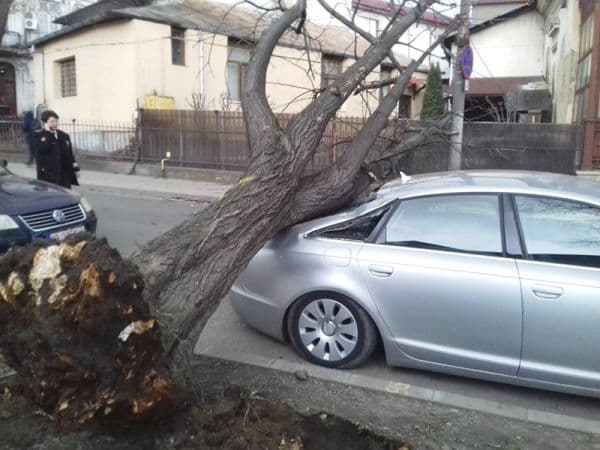 Mașina unui botoșănean distrusă de un copac rupt din rădăcini