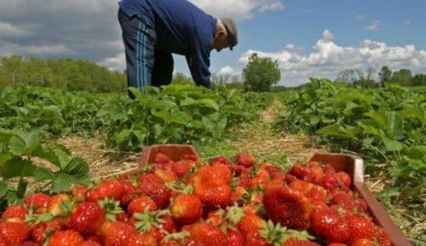 200 de locuri de muncă în agricultură, în Spania. Salariu până la 2300 de euro!