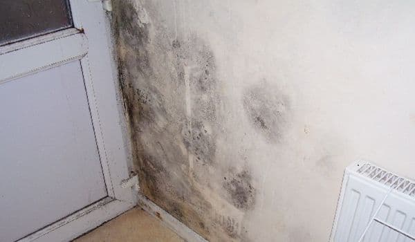 Cum scapi de mucegaiul din casă în mod natural şi pentru totdeauna!