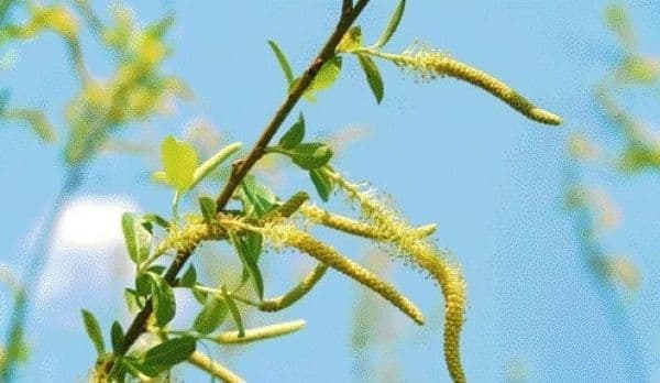 Ce semnifică salcia sfiinţită de FLORII