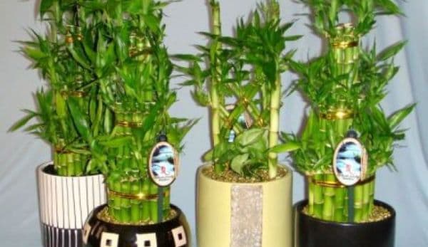 Aceste plante atrag banii şi prosperitatea în casă