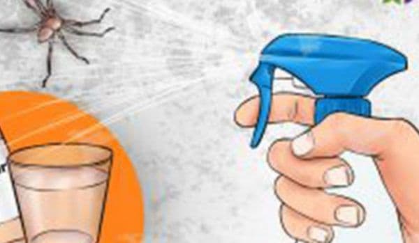 Spray-ul care omoară pe loc toți păianjenii şi gândacii din casă! Iată cât de ușor îl prepari