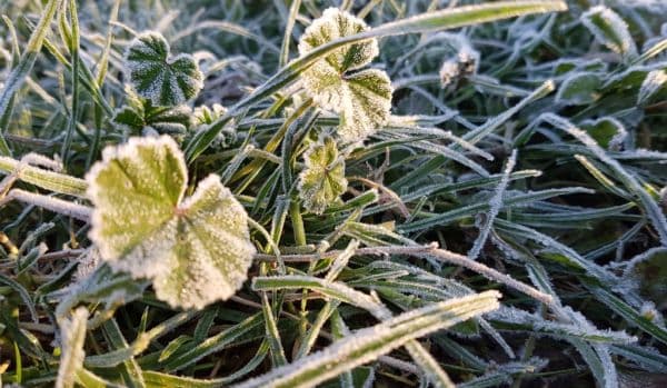 Cea mai geroasă noapte din luna mai. Temperaturi de minus 4 grade Celsius