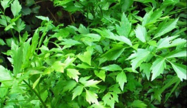 Nu mai puneţi leuştean la ciorbă dacă suferiţi de această boală! Medicii trag un semnal de alarmă