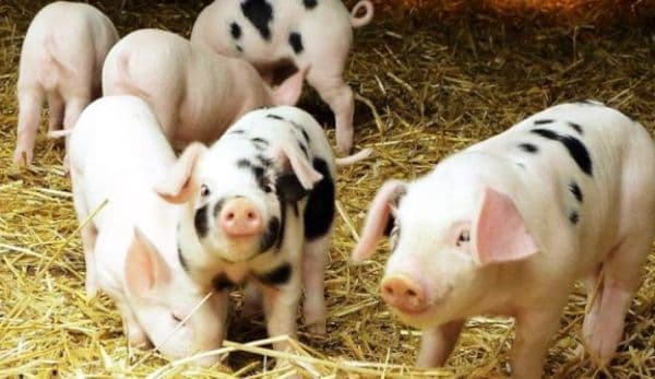 Programul „Carne de porc din fermele româneşti” va ieşi cât de curând