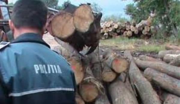 Material lemnos confiscat de poliţiştii botoșăneni