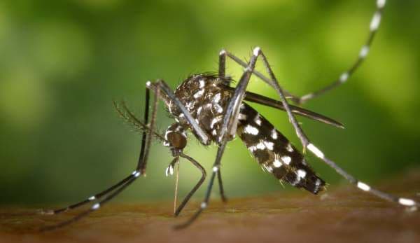 Ce NU trebuie să faci când te ciupește o insectă