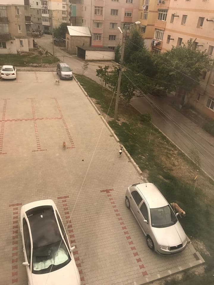 Primim la redacție – În Cartierul Plevna câinii comunitari sunt la ei acasă... - FOTO