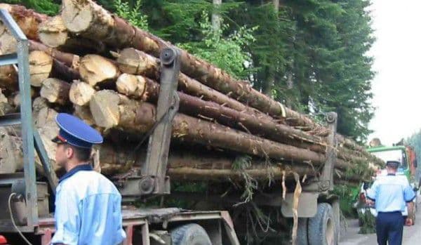 Amendă uriaşă încasată de un tânăr care transporta ilegal lemne