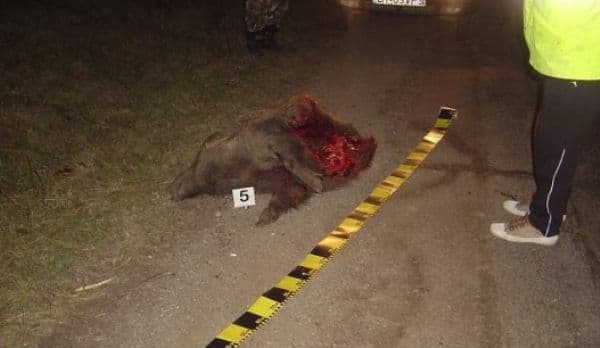 ACCIDENT SÂNGEROS! Un mistreţ de peste 100 de kilograme a fost lovit mortal de o maşină