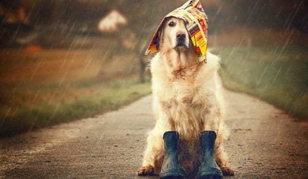 METEO ALERT! Vine urgia în curând. Vânt, lapoviţă şi ninsoare anunţate de meteorologi