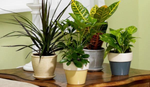 Plante care pot purifica aerul din casă
