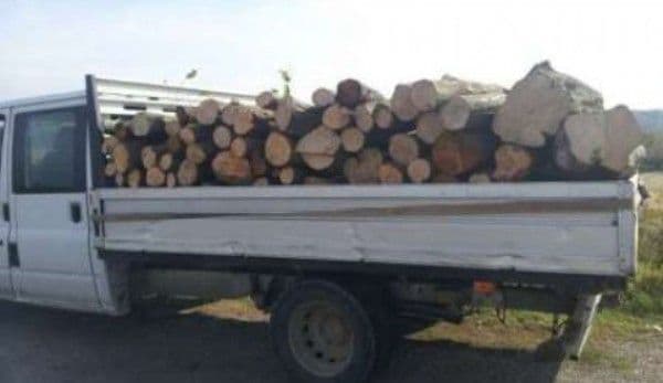 Transport de lemne, cu iz penal