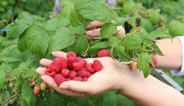 300 locuri de muncă în domeniul agricol - recoltare zmeura - în Portugalia prin intermediul Reţelei EURES
