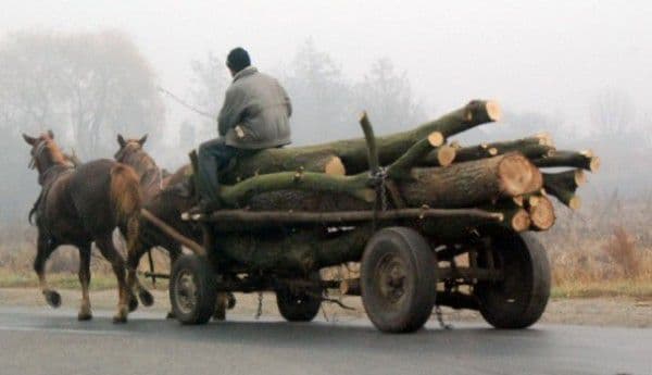 Două căruțe cu lemne confiscate de polițiști. Căruțașii sancționați aspru!
