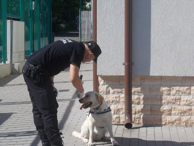 activitate scolara Hiliseu Horia 12