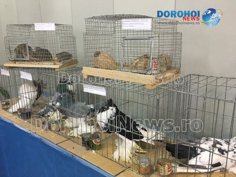 Expozitie porumbei_02