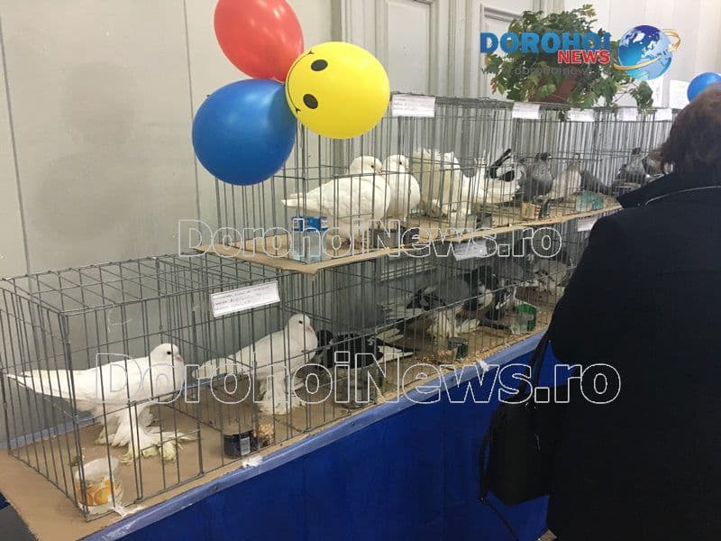 Expozitie porumbei_10