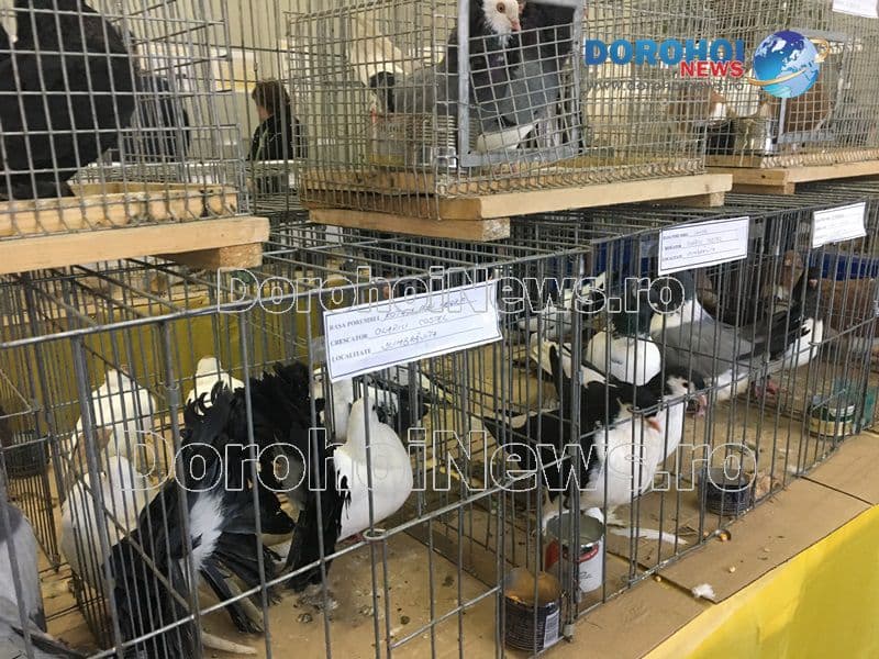 Expozitie porumbei_14