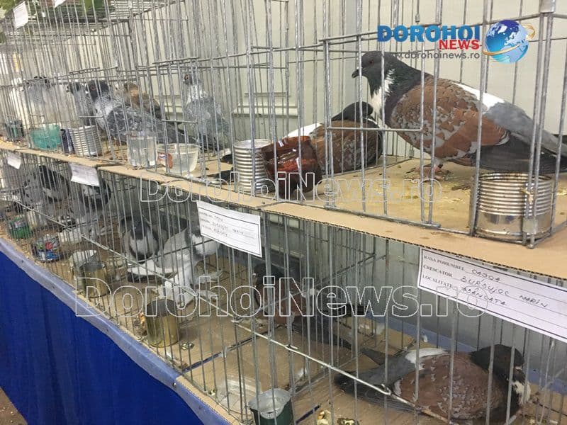 Expozitie porumbei_15