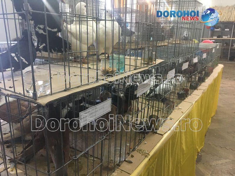 Expozitie porumbei_16