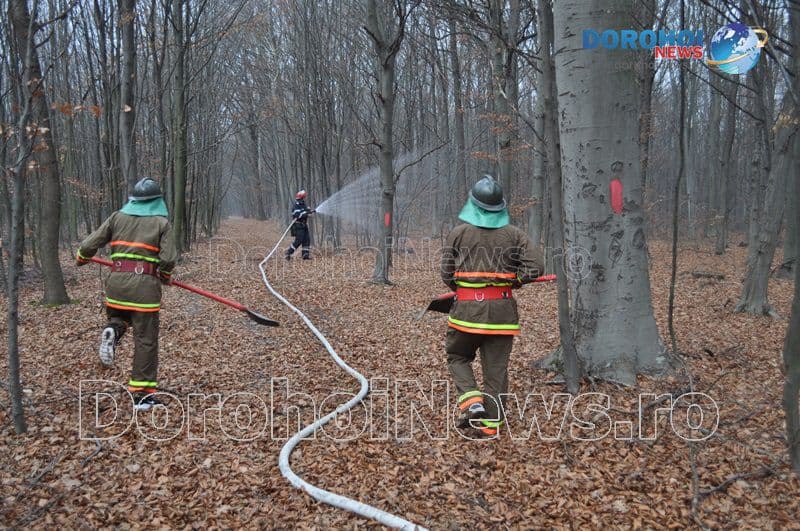 Exercitiu in padurea Gorovei_15