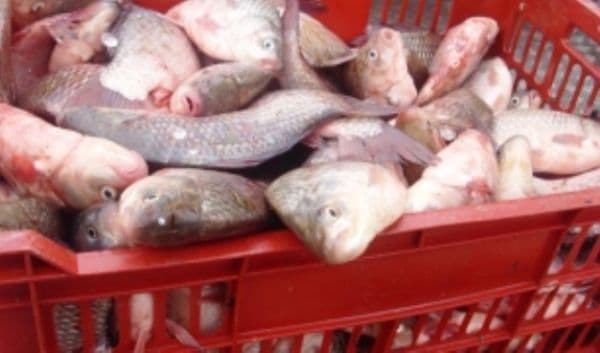 Peste 250 de kg de peşte, confiscat de poliţişti 