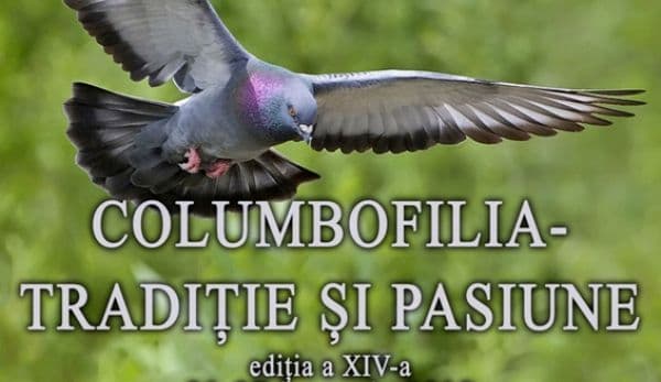 Expoziția de porumbei „Columbofilia – Tradiție și pasiune” la Muzeul de Știintele Naturii Dorohoi