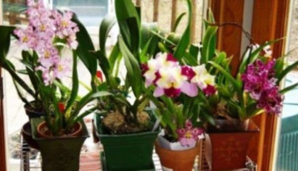 Ingredientul secret care se pune la rădăcina florilor ca să nu se ofilească