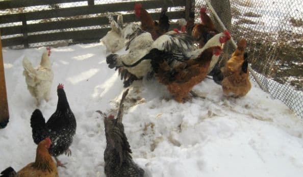 A băut împreună cu un consătean apoi i-a furat găinile