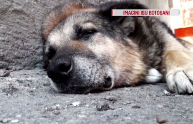 Rex, câinele care a păzit 13 ani sediul ISU Botoșani, operat cu ajutorul pompierilor