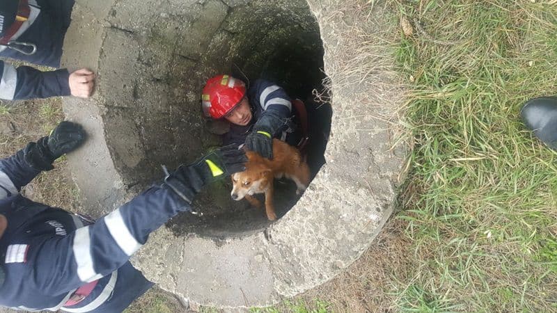 Pompierii dorohoieni din nou eroi pentru necuvântătoare: Câine salvat dintr-un canal - FOTO