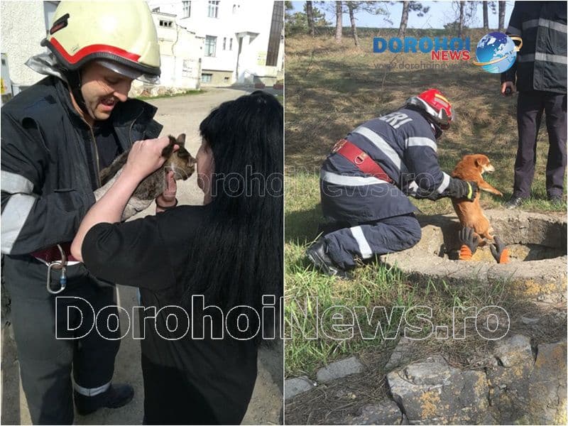 Aventura necuvântătoarelor! Câine și pisică salvate de pompierii dorohoieni - FOTO