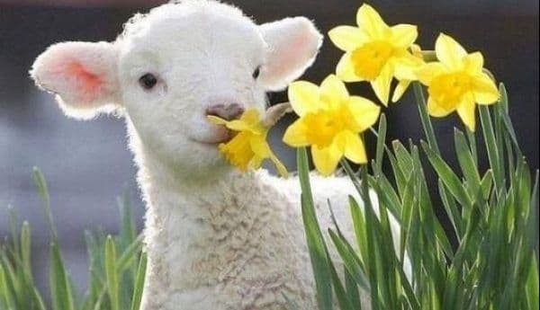 SURPRIZĂ de la METEO. Cu va fi vremea în zilele următoare