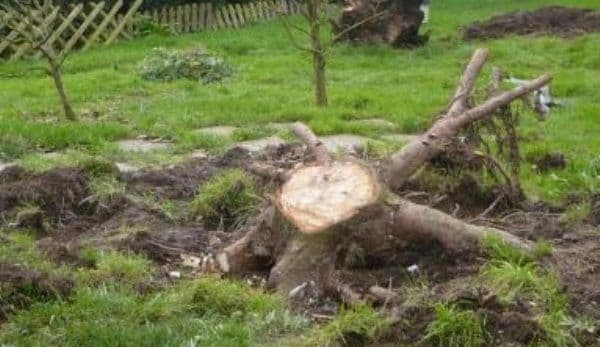 Pomul din curtea ta pe care nu ai voie să îl tai. Rişti o amendă de 10.000 de lei
