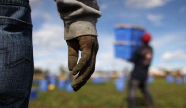 Patru români, sclavi în Sicilia. Patronul îi obliga să muncească 13 ore pe zi