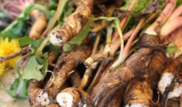 Rădăcina acestei plante distruge cancerul instant. Iată cum trebuie folosită