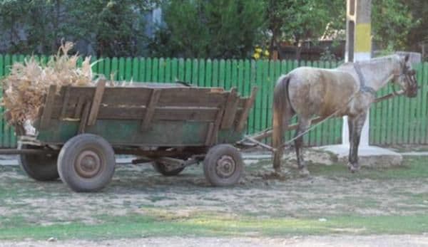 Accident stupid. De beat ce era a căzut din căruţă