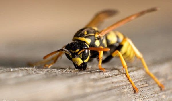 Te-a înţepat o albină? Iată ce trebuie să faci! Evită această mare greşeală