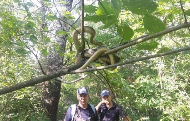 Un șarpe imens a fost fotografiat pe malul Prutului. Polițiștii de frontieră moldoveni s-au întâlnit cu el!
