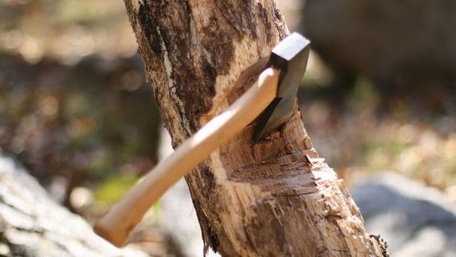 Cercetați de polițiști pentru tăiere ilegală de arbori