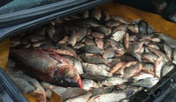 Dosar penal pentru braconaj piscicol: Au pescuit ilegal 30 de kilograme de peşte din acumularea piscicolă