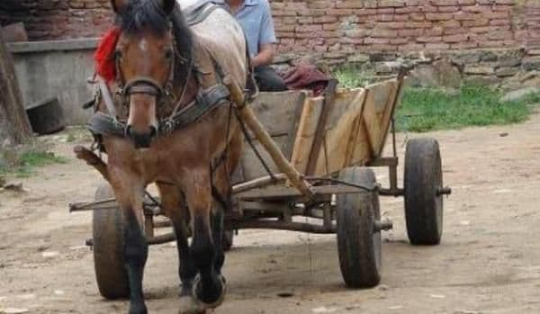 Băutura, bat-o vina! Carutaș rănit, după ce a căzut din atelaj